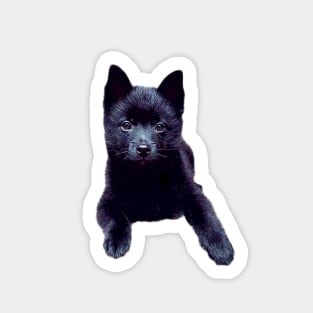 Schipperke puppy dog cute Sticker